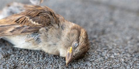 鳥 死|全国各地で起きている鳥の大量死の謎 ドバト カラス